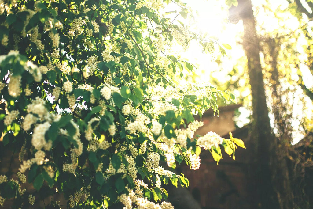 20 BLACK CHERRY SEEDS | SWEET EDIBLE FRUIT | USA Native Tree Prunus serotina