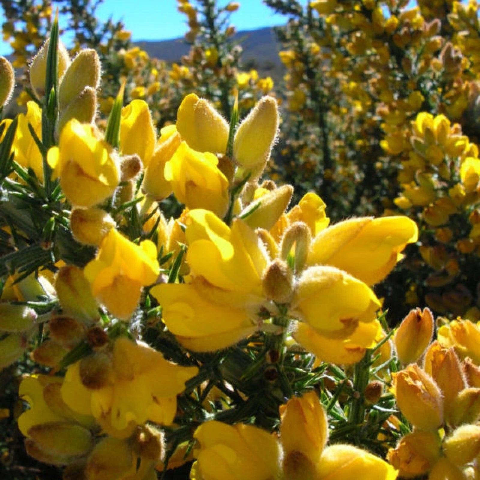 GORSE Ulex Europaeus - 30+ SEEDS