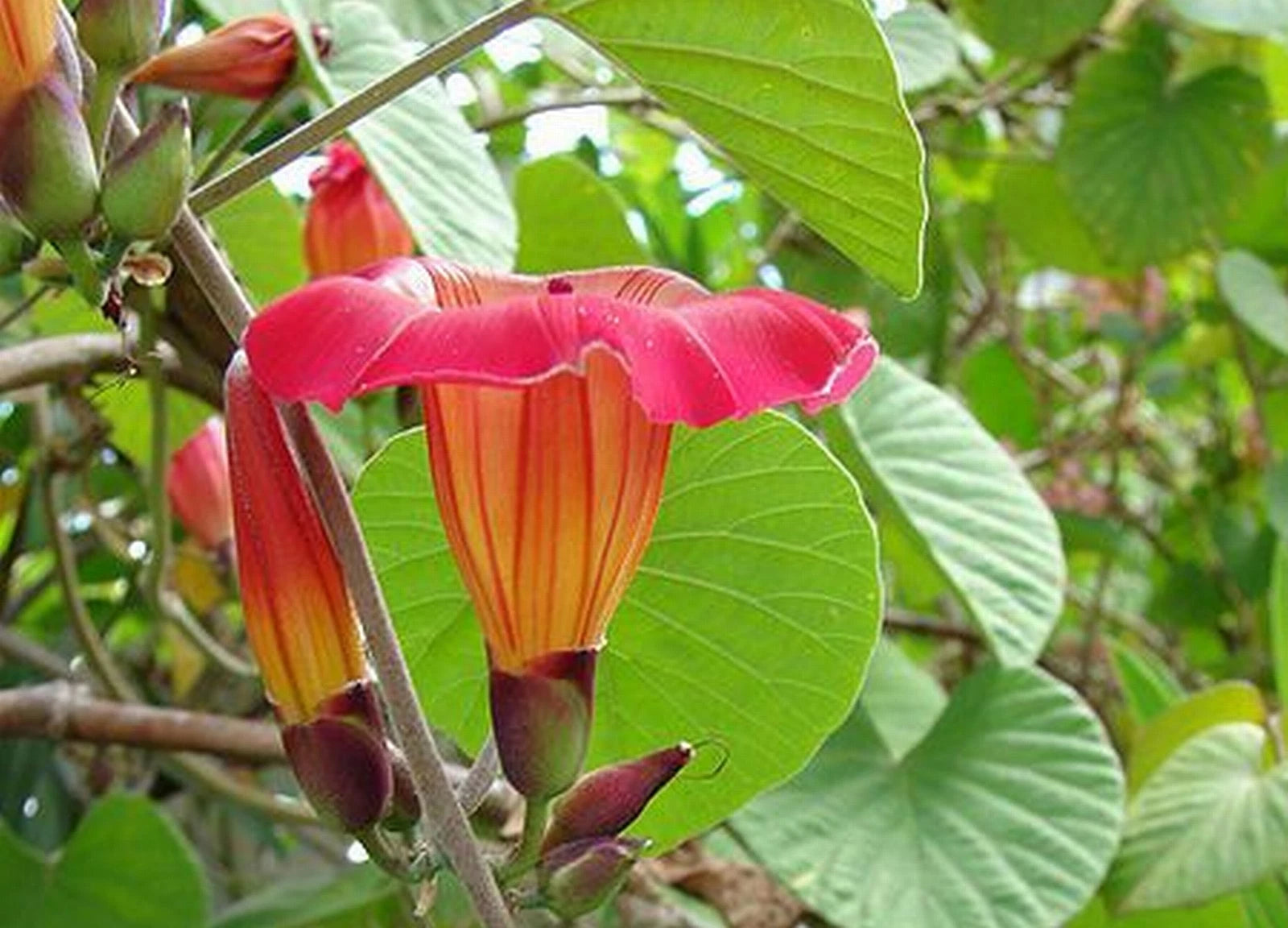 STICTOCARDIA Hawaiian Sunset Vine Live Tropical Plant Large Pink Yellow Flower