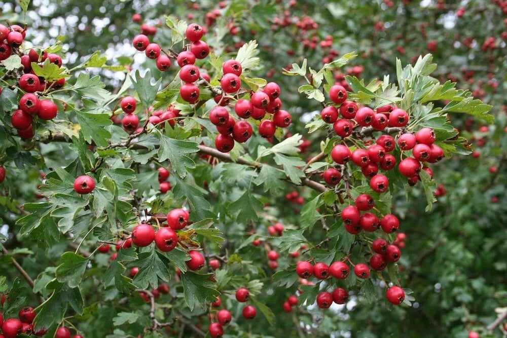 ENGLISH ONESEED HAWTHORN Crataegus Monogyna - 10 SEEDS. FREE S&H