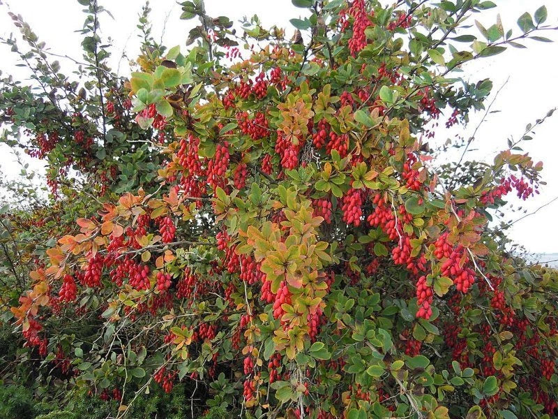 EUROPEAN BARBERRY Berberis Vulgaris - 20+ SEEDS