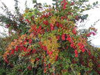 EUROPEAN BARBERRY Berberis Vulgaris - 20+ SEEDS