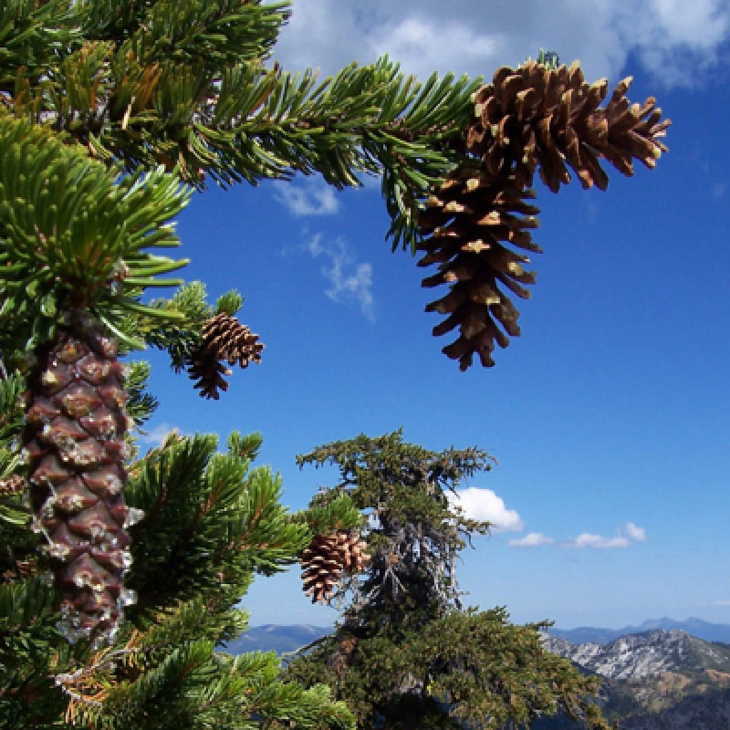 LIJIANG SPRUCE Picea Likiangensis - 15+ SEEDS