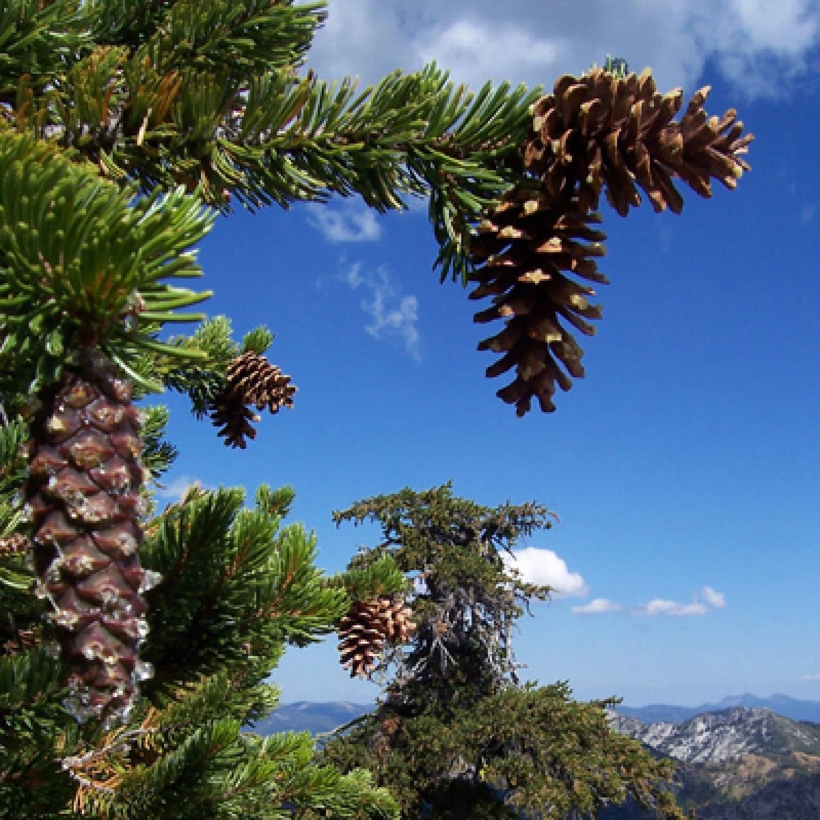 LIJIANG SPRUCE Picea Likiangensis - 15+ SEEDS