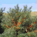 SEA BUCKTHORN Hippophae Rhamnoides - 30+ SEEDS