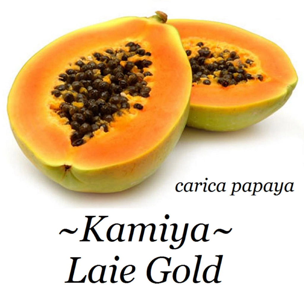 ~LAIE GOLD~ Yellow PAPAYA Kamiya Hybrid Waimanalo Solo X-77 UH Cultivar 30 SEEDS