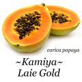 ~LAIE GOLD~ Yellow PAPAYA Kamiya Hybrid Waimanalo Solo X-77 UH Cultivar 30 SEEDS
