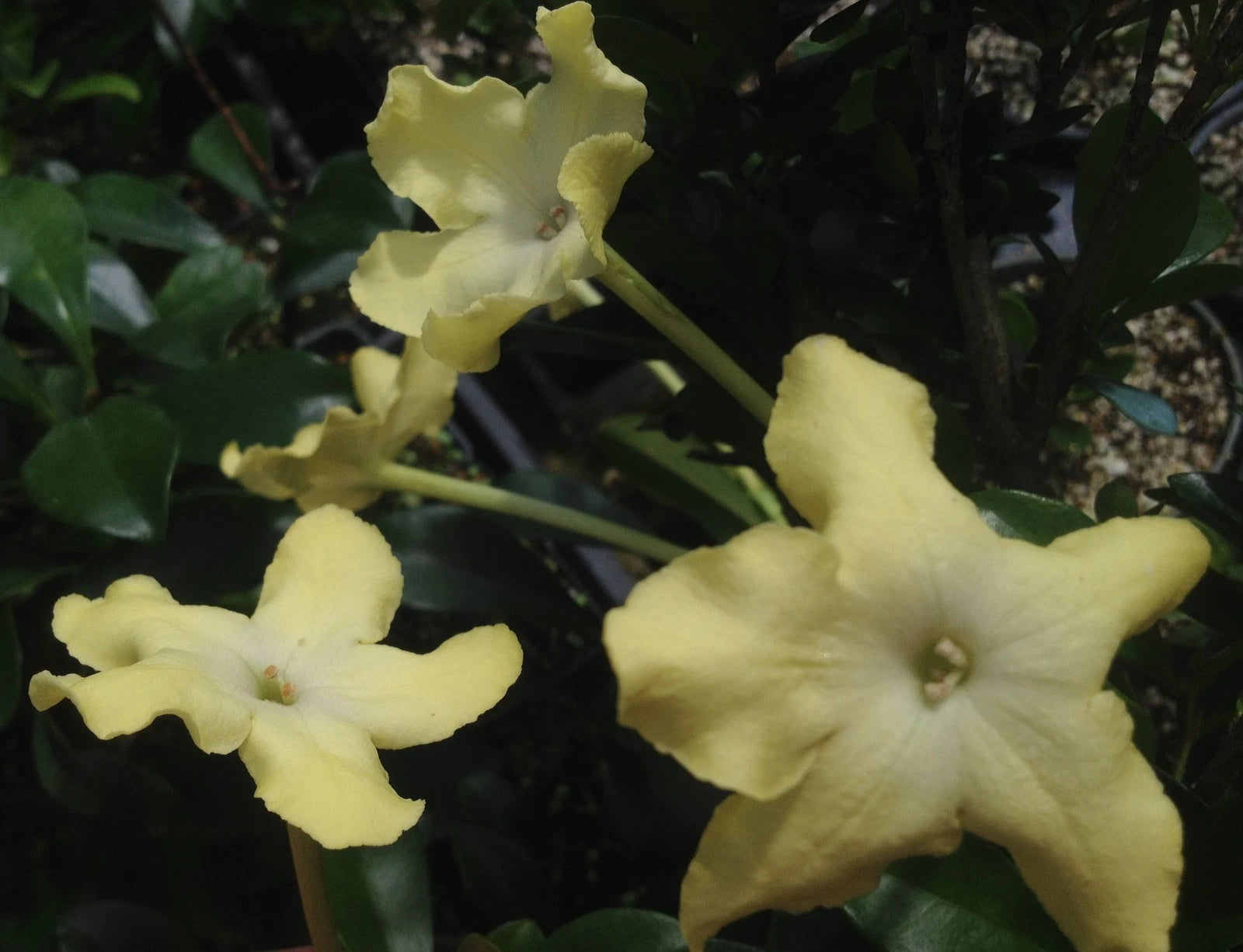 LADY of the Night Tropical Plant Intensely Fragrant Pastel Yellow Flower