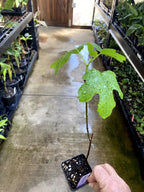 Fig Tree - 'Black Mission' - Fruiting Fig Tree - Ficus Carica