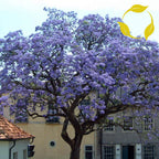 PRINCESS TREE Paulownia Tomentosa - 1000 SEEDS