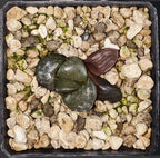 HW130 Haworthia springbokvlake