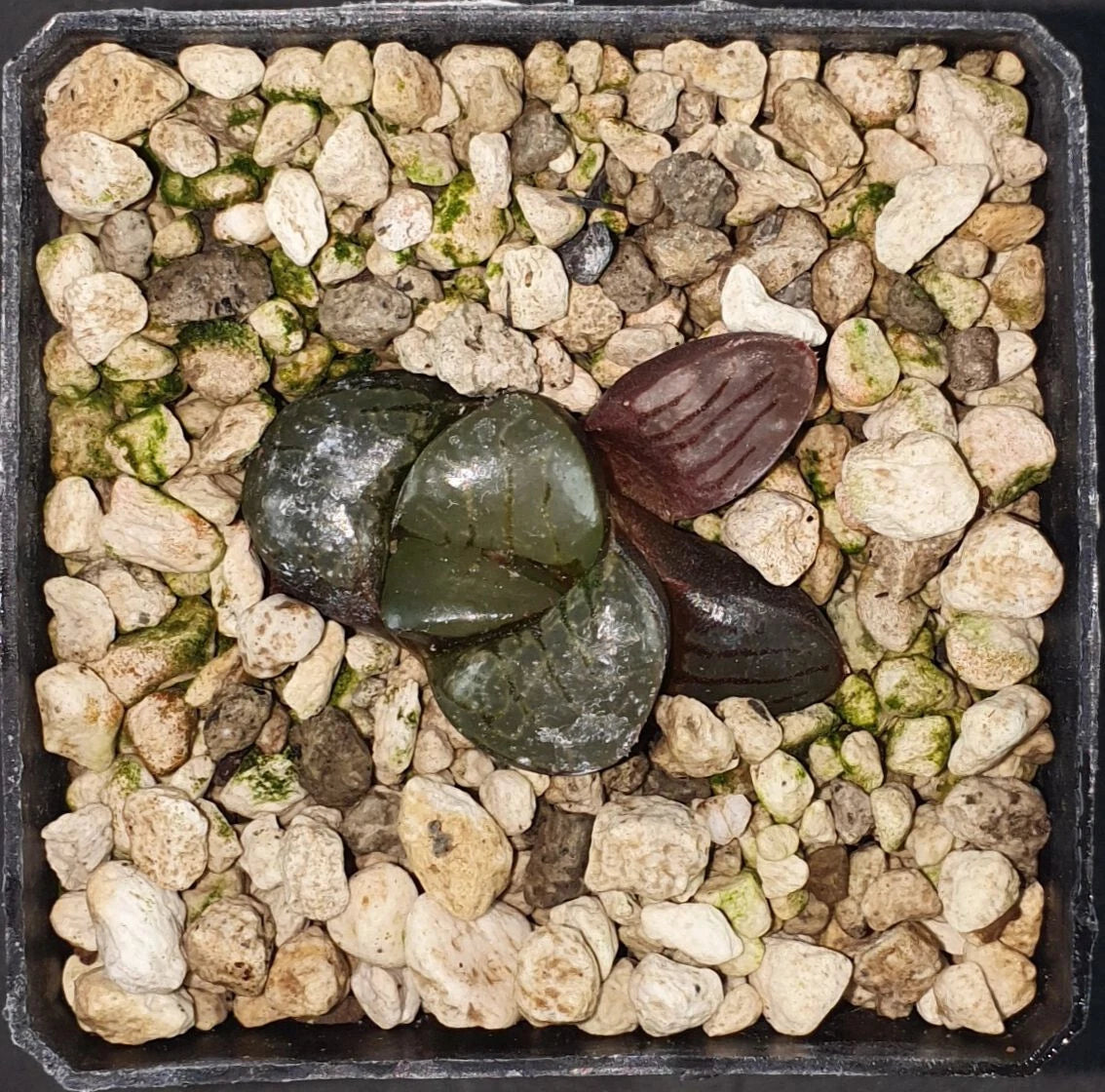 HW130 Haworthia springbokvlake