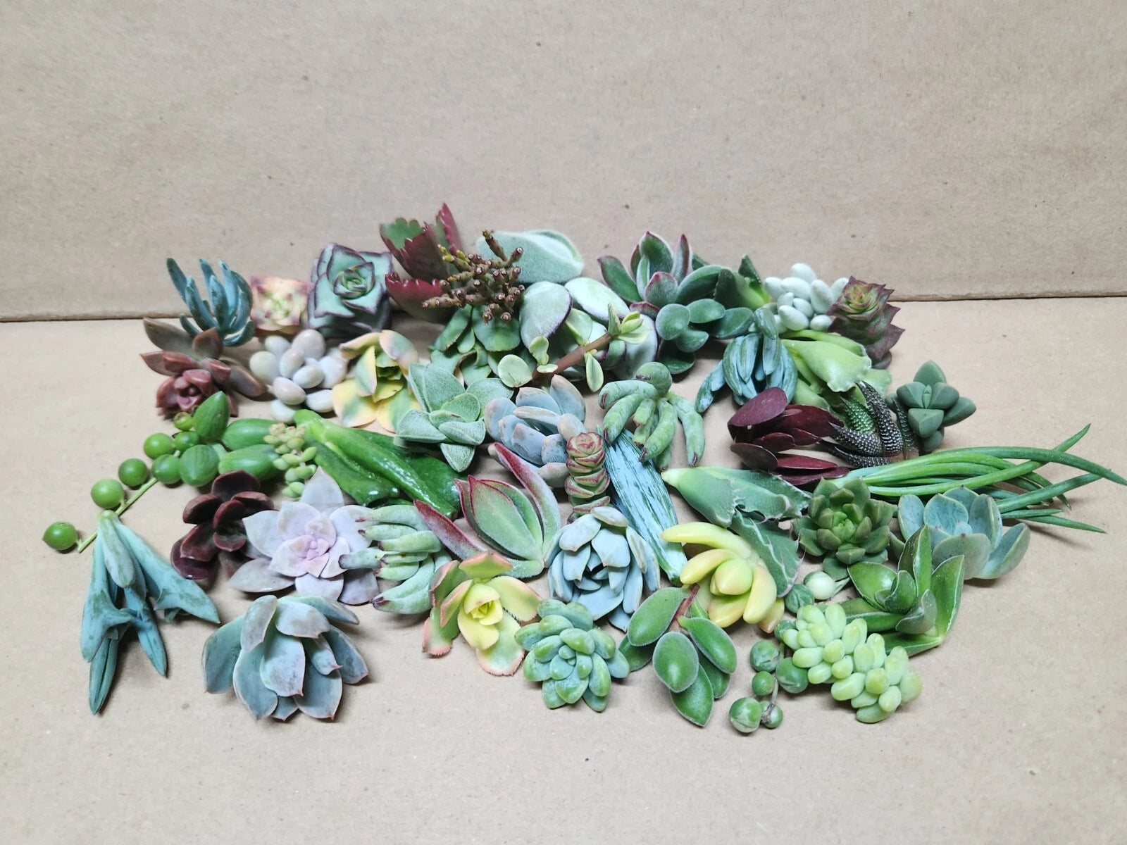 25 assorted succulent cuttings