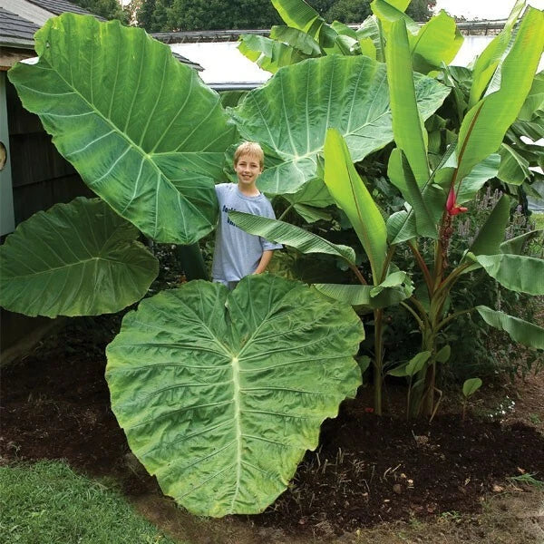 **THAILAND GIANT** Elephant Ear Colocasia Esculenta Starter Plant**USA Seller**