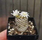Mammillaria perezdelarosae ssp. andersoniana , read description!