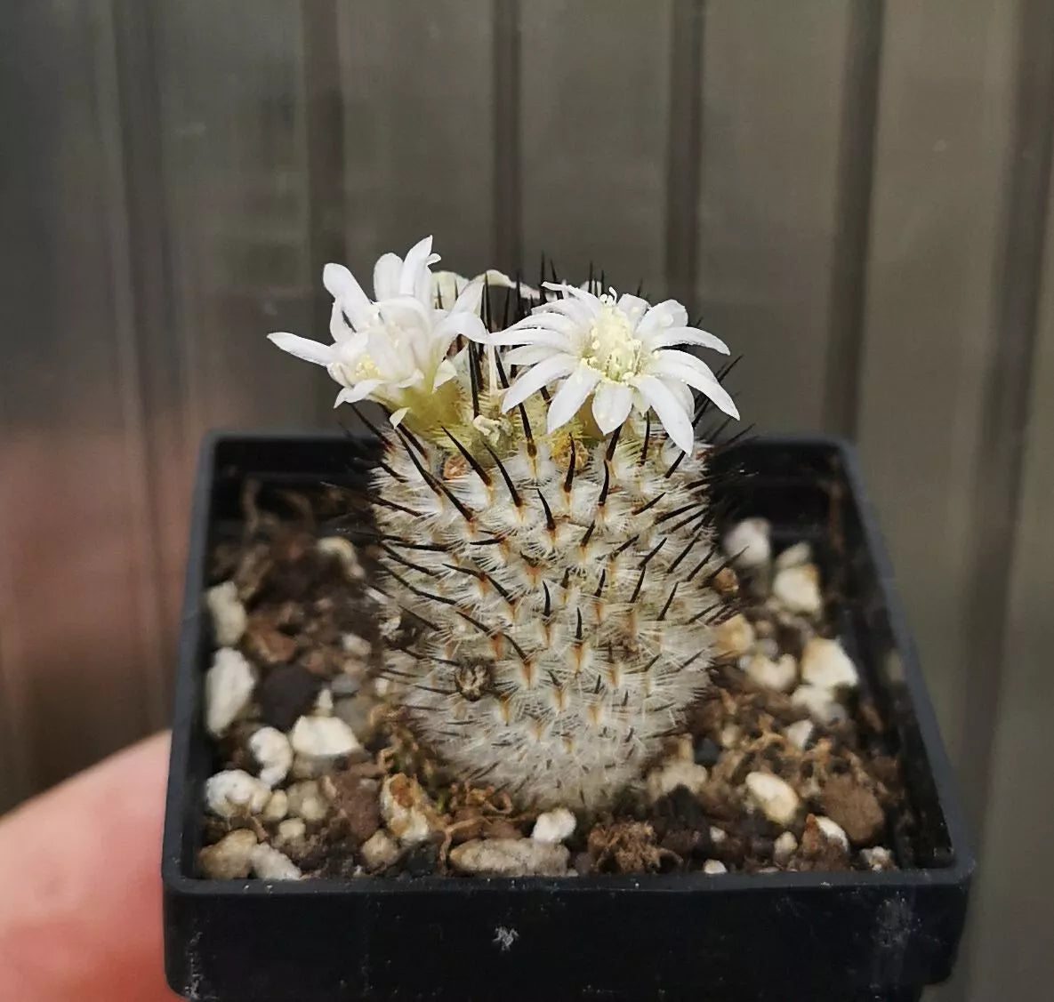 Mammillaria perezdelarosae ssp. andersoniana , read description!