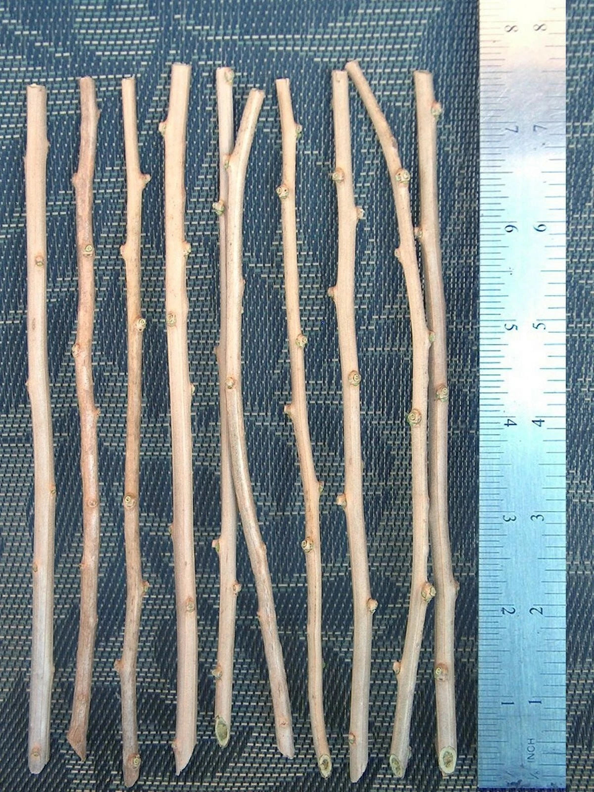 T179C Lot 10 Goji Berry Fresh Cuttings From Mature Plant Will Flower Fruit Soon