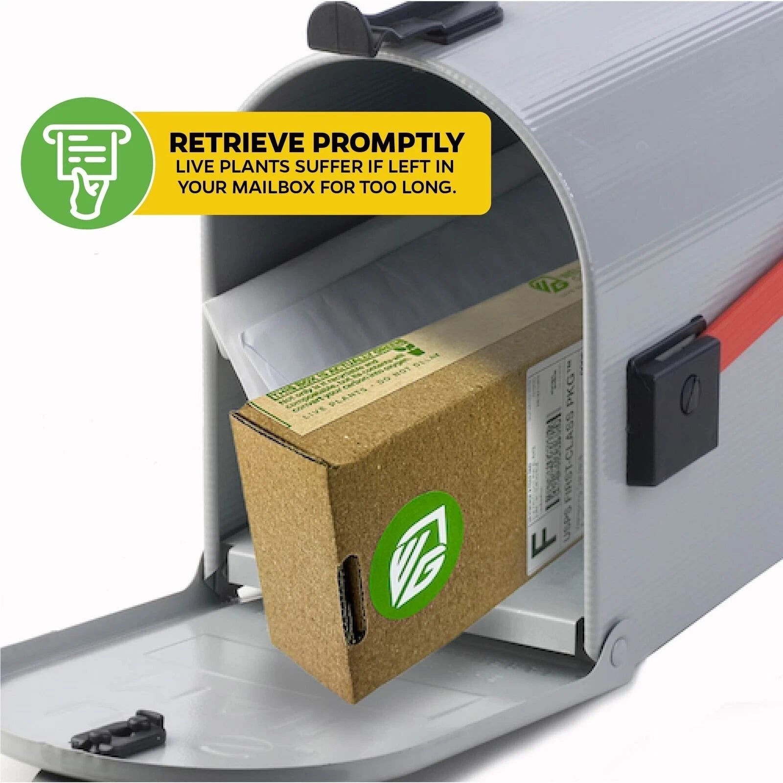 Tea Plant Green Tea - Camellia sinensis - Live Plant