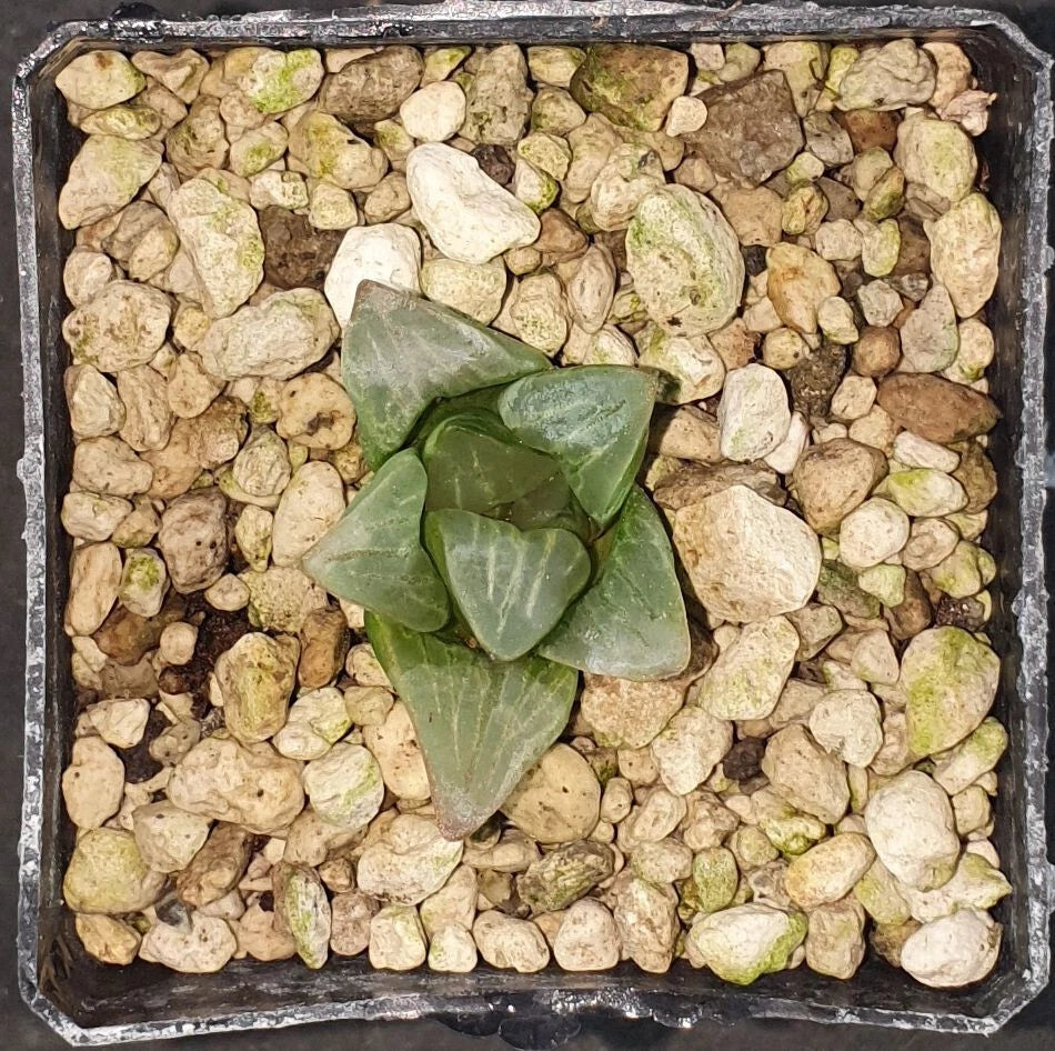 HW125 Haworthia 'Byakuya', Phyto available