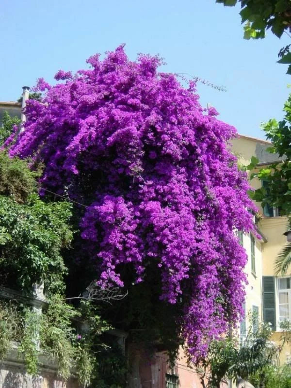 Well Rooted **VIOLET** Live Bougainvillea starterplug plant*