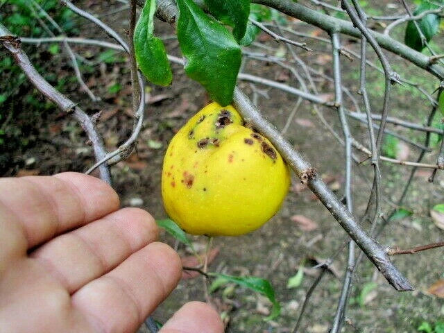 15 PHYLLIS MOORE FLOWERING QUINCE SEEDS -  - Chaenomeles speciosa 'Phyllis Moore