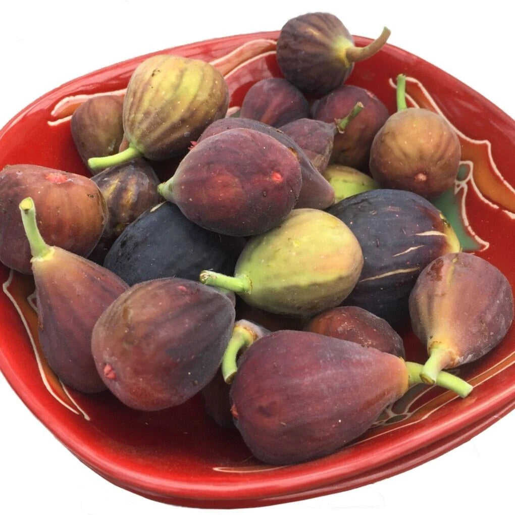 Fignomenal Dwarf Fig Tree ¨C Dwarf Fig Plant ¨C Self Fertile