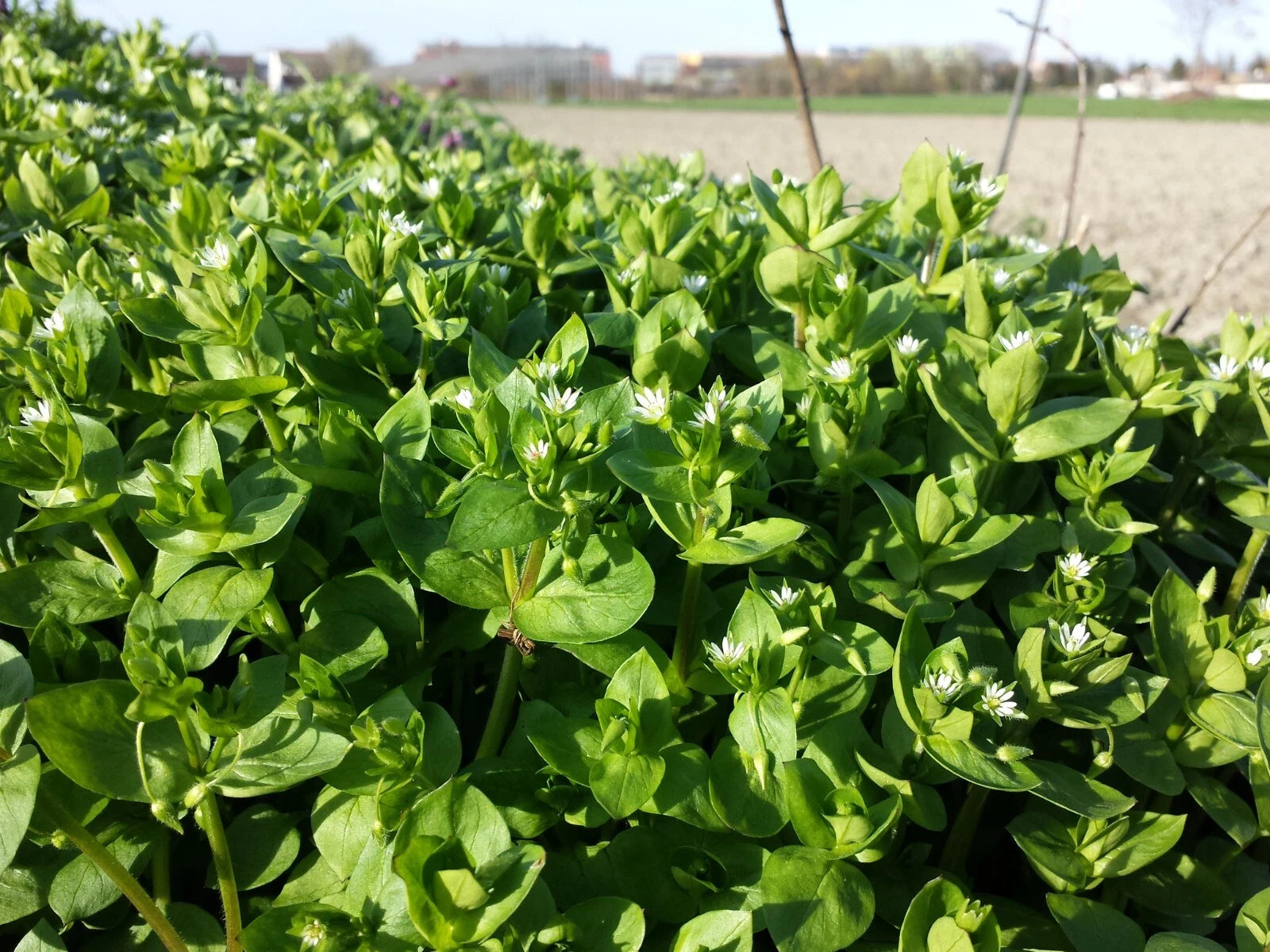 100 Chickweed Seeds - Stellaria media - Non-GMO Medicinal and Edible Plant