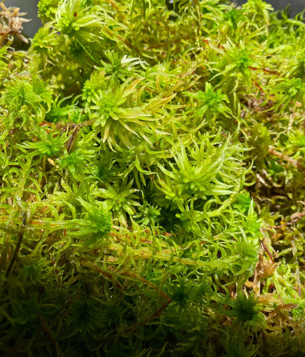 Premium Live Organic Sphagnum Moss Orchid Terrarium Carnivorous Plants 1GL ~3LB