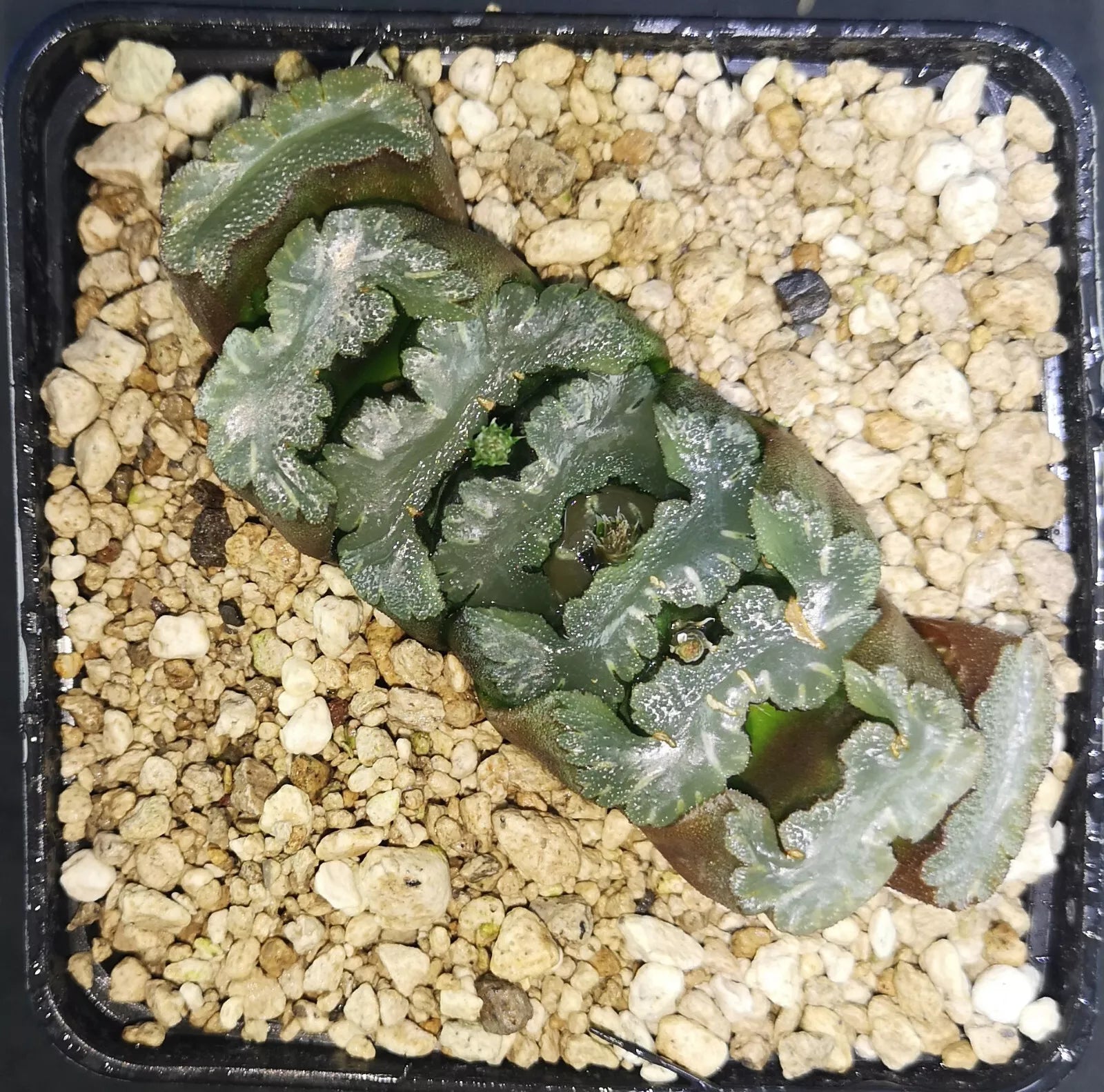 HW099 Haworthia truncata 'KIGANJOU', Phyto available