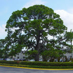 YELLOW SLASH PINE Pinus Elliottii - 10+ SEEDS