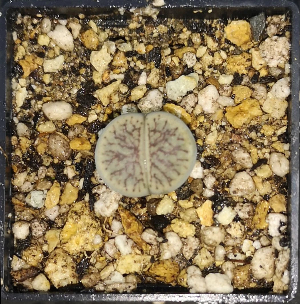 Lithops schwantesii cv. Nutwerk , phyto available, living stone, mesemb