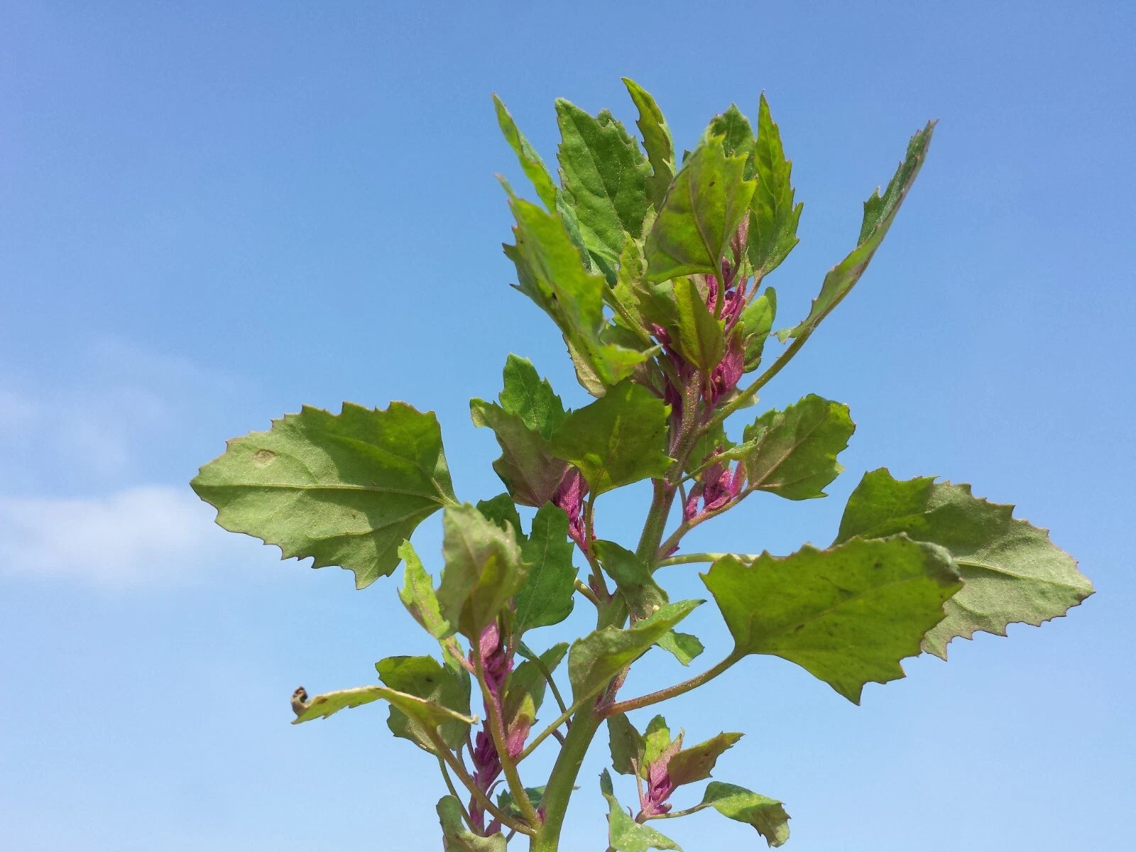 150 Tree Spinach Seeds - Chenopodium giganteum - Giant Goosefoot - Non-GMO