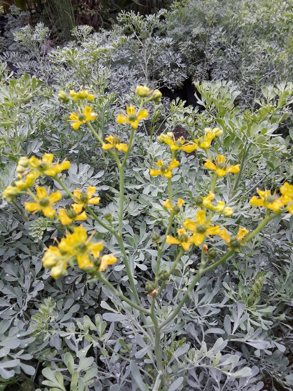 100 SEEDS RUDA RUE RUTA GRAVEOLENS ORGANIC AROMATIC MEDICINAL RELIGION RITUAL