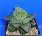 HW138 Haworthia comptoniana 'URAHANNYA', Phyto available
