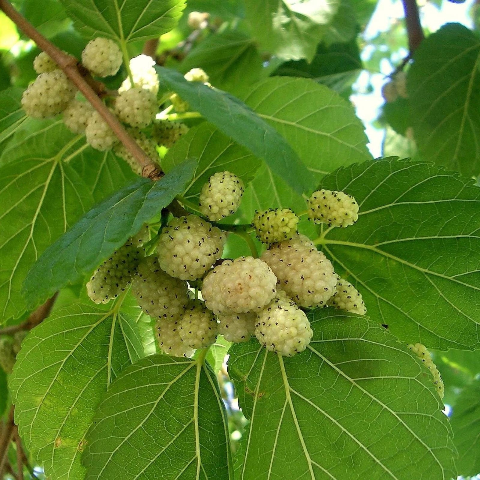WHITE MULBERRY Morus Alba - 50+ SEEDS