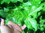 15 ITALIAN ARUM SEEEDS - ARUM ITALICUM