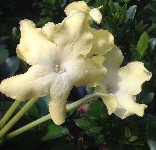 LADY of the Night Tropical Plant Intensely Fragrant Pastel Yellow Flower