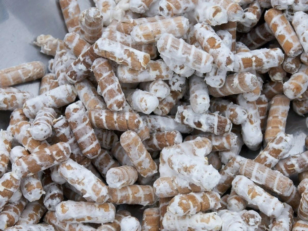 100 Organic Maitake Medicinal Mushroom Dowel/Plug Spawn US Seller!!!