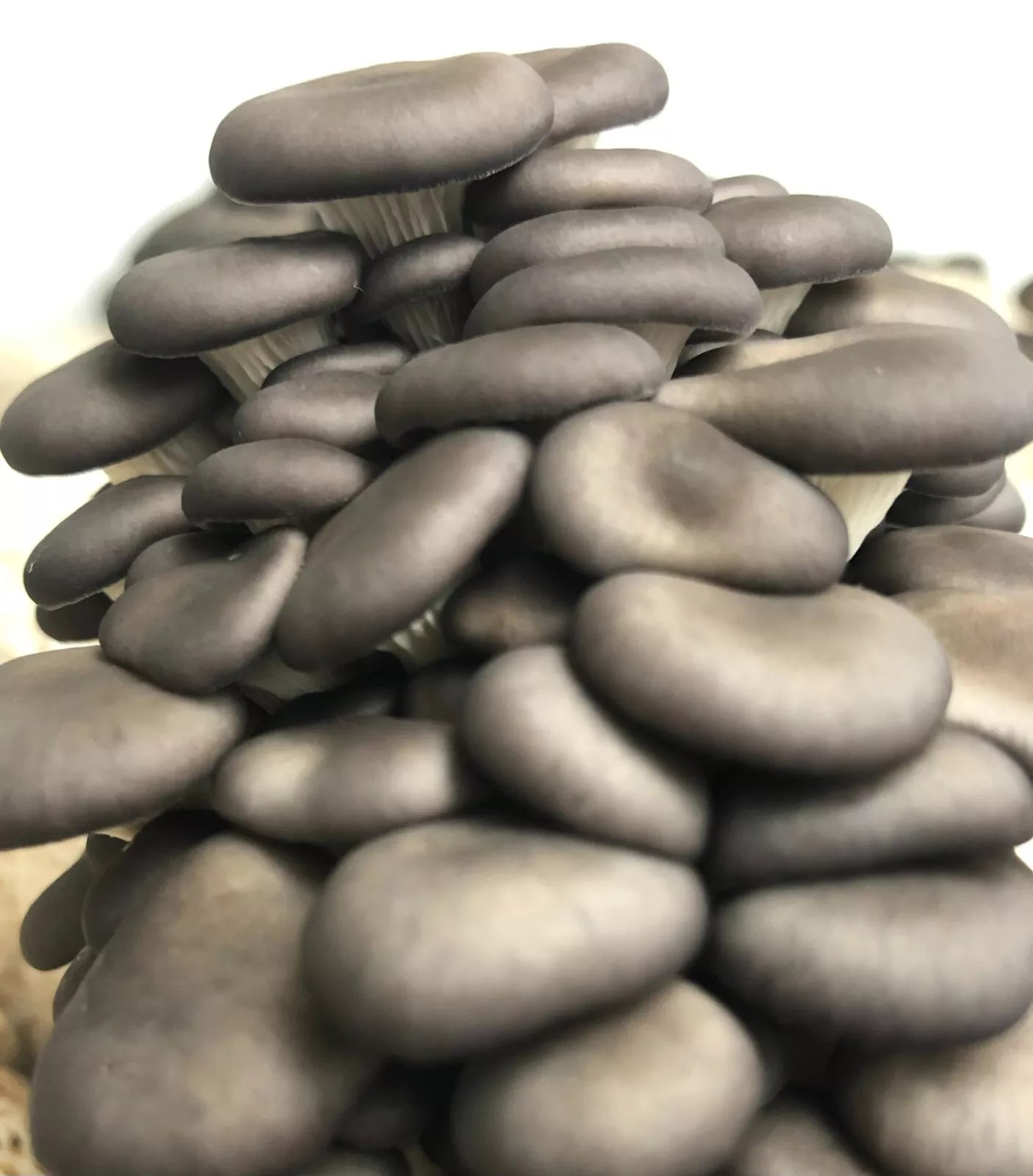 Grey Oyster Mushroom Plug Spawn 100X -FREE USA shipping