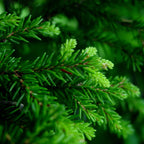 ORIENTAL SPRUCE Picea Orientalis - 10+ SEEDS