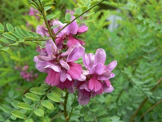 Indigofera tinctoria | Bengal or Madras or True Indigo | 100_Seeds