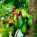10 SEEDS AVERRHOA BILIMBI CUCUMBER TREE MIMBRO BILIMBINA KAMIAS VINAGRILLO
