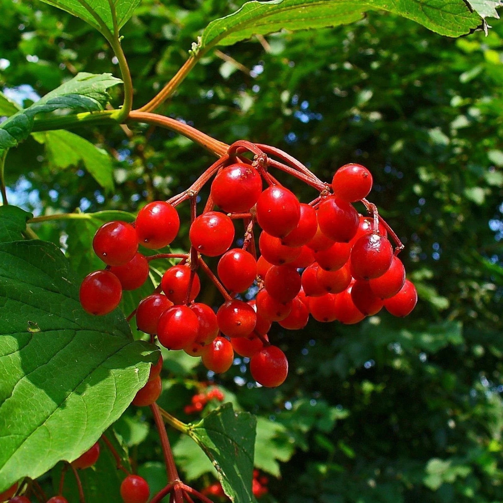 EUROPEAN CRANBERRYBUSH Viburnum Opulus - 6 SEEDS