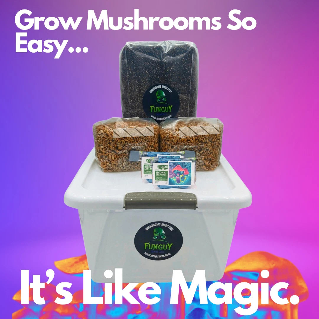 Mushroom Monotub Growing Kit -Rye Grain Spawn Bags Substrate How to Grow At Home