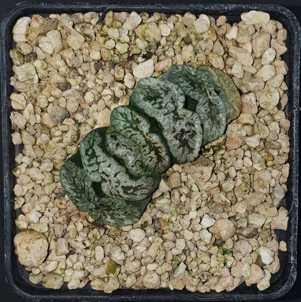 HW140 Haworthia truncata 'GENBU', Phyto available