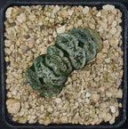 HW140 Haworthia truncata 'GENBU', Phyto available
