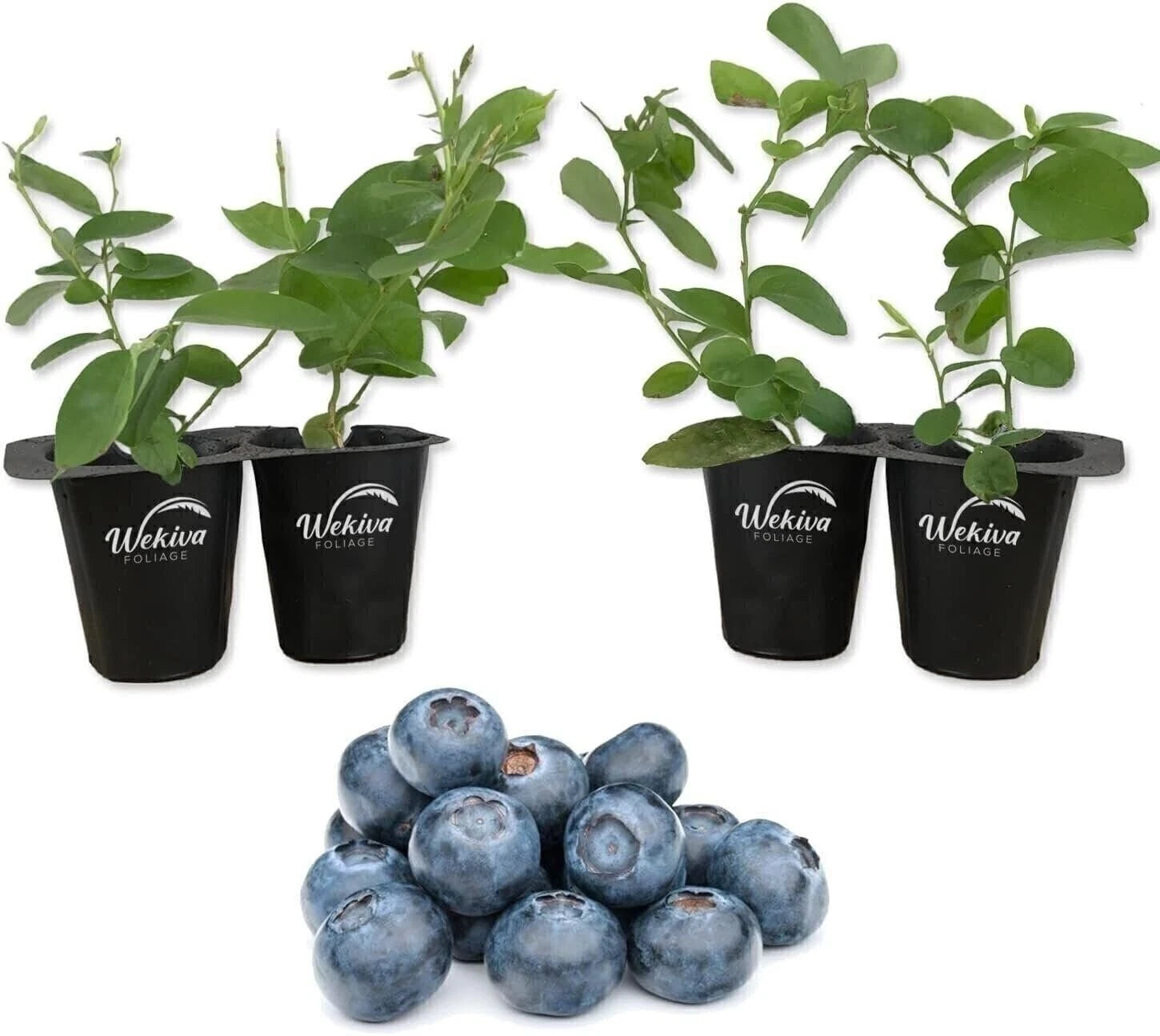 Blueberry Variety Pack - 4 Live Starter Plants - Four Live Starter Plants for...