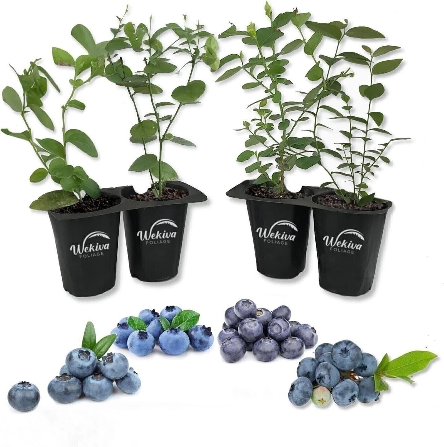 Blueberry Variety Pack - 4 Live Starter Plants - Four Live Starter Plants for...
