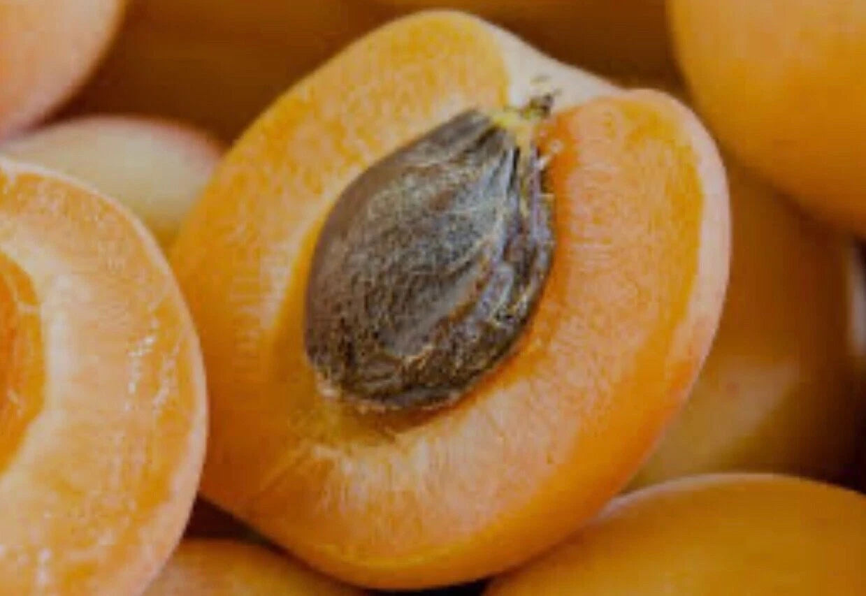 5 Organic Rare Delicious Royal Apricot live Cuttings for grafting Guaranteed.