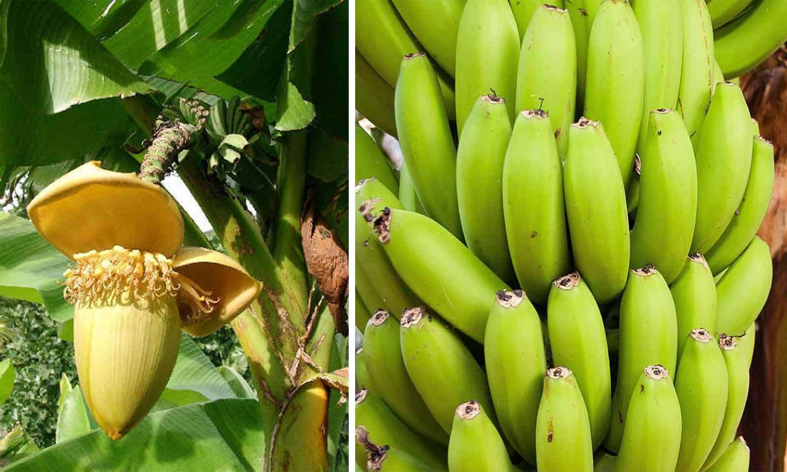 ~BASJOO Banana Tree~~Cold Hardy Musa Live Banana Tree-SMALL ROOTED STARTER PLANT